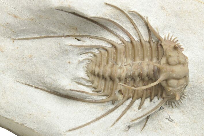 Rare, Spiny Ceratonurus Trilobite - Black Cat Mountain #221031